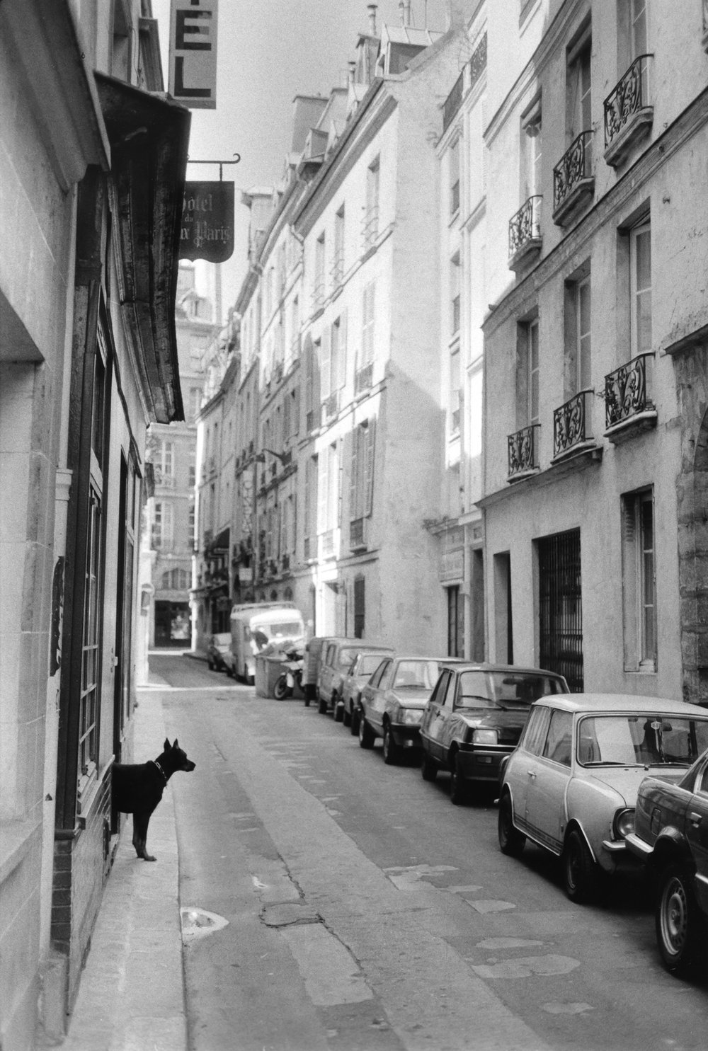 dog+street+paris+new+new.jpeg