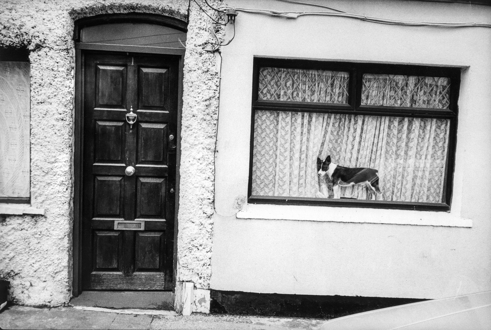 dog+in+window+dublin+new+new.jpeg