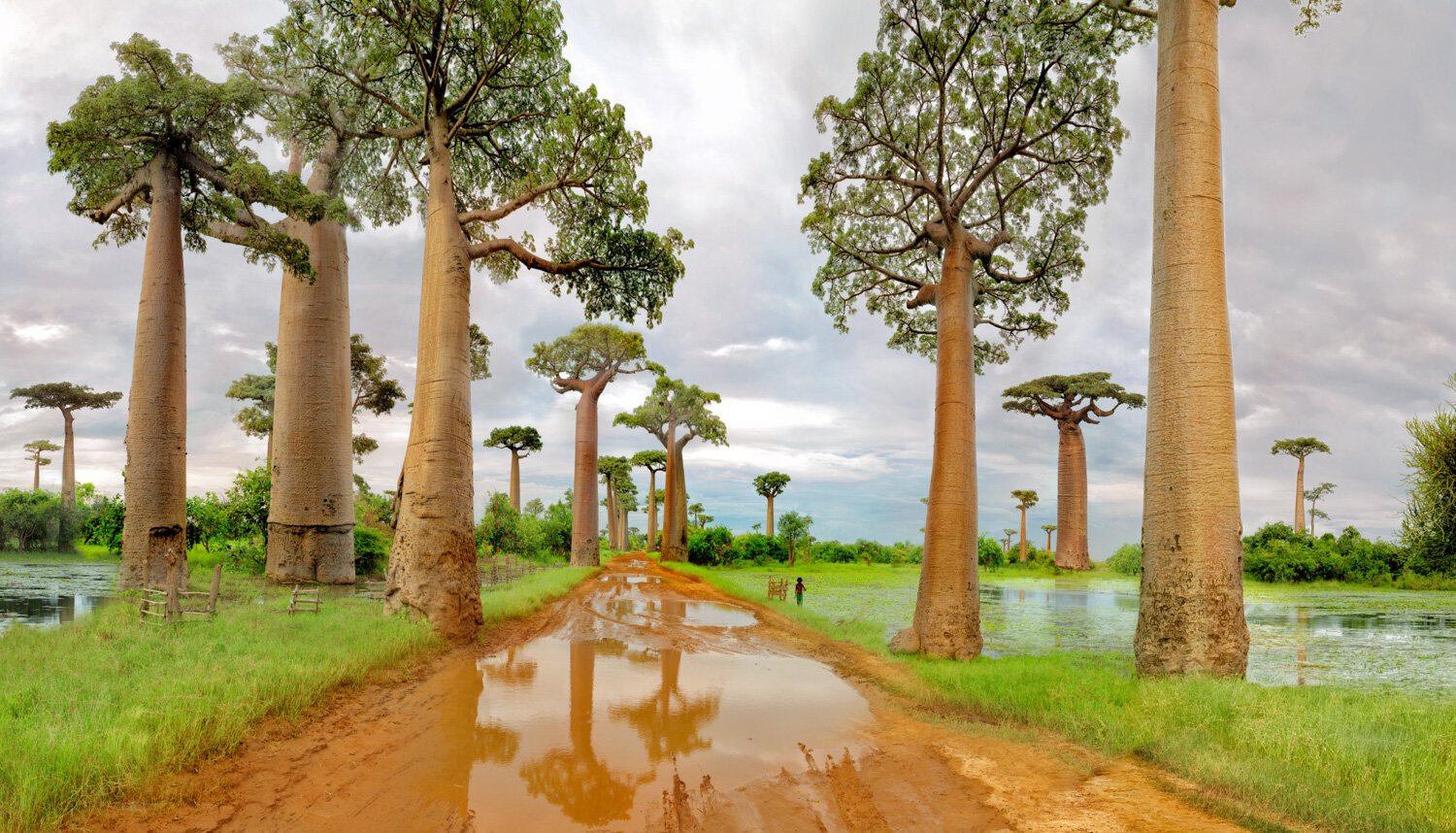 002_Madagascar_Baobab+landscape+only+cropped_flt.jpeg