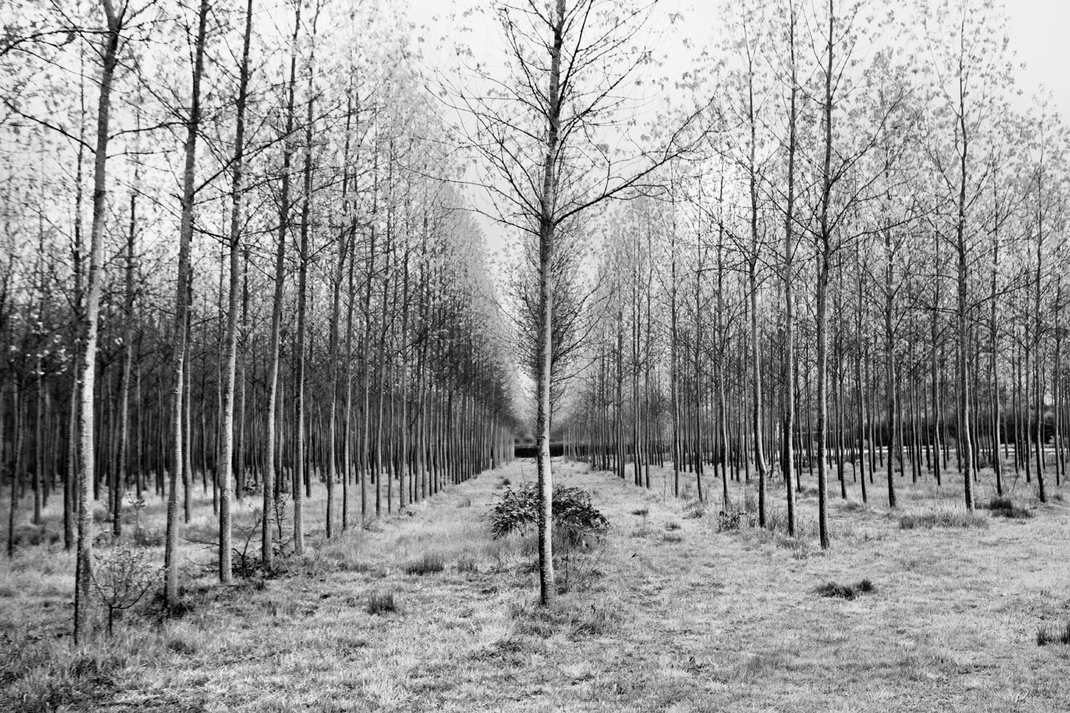 016_010_Land__MG_7148+(1).jpeg