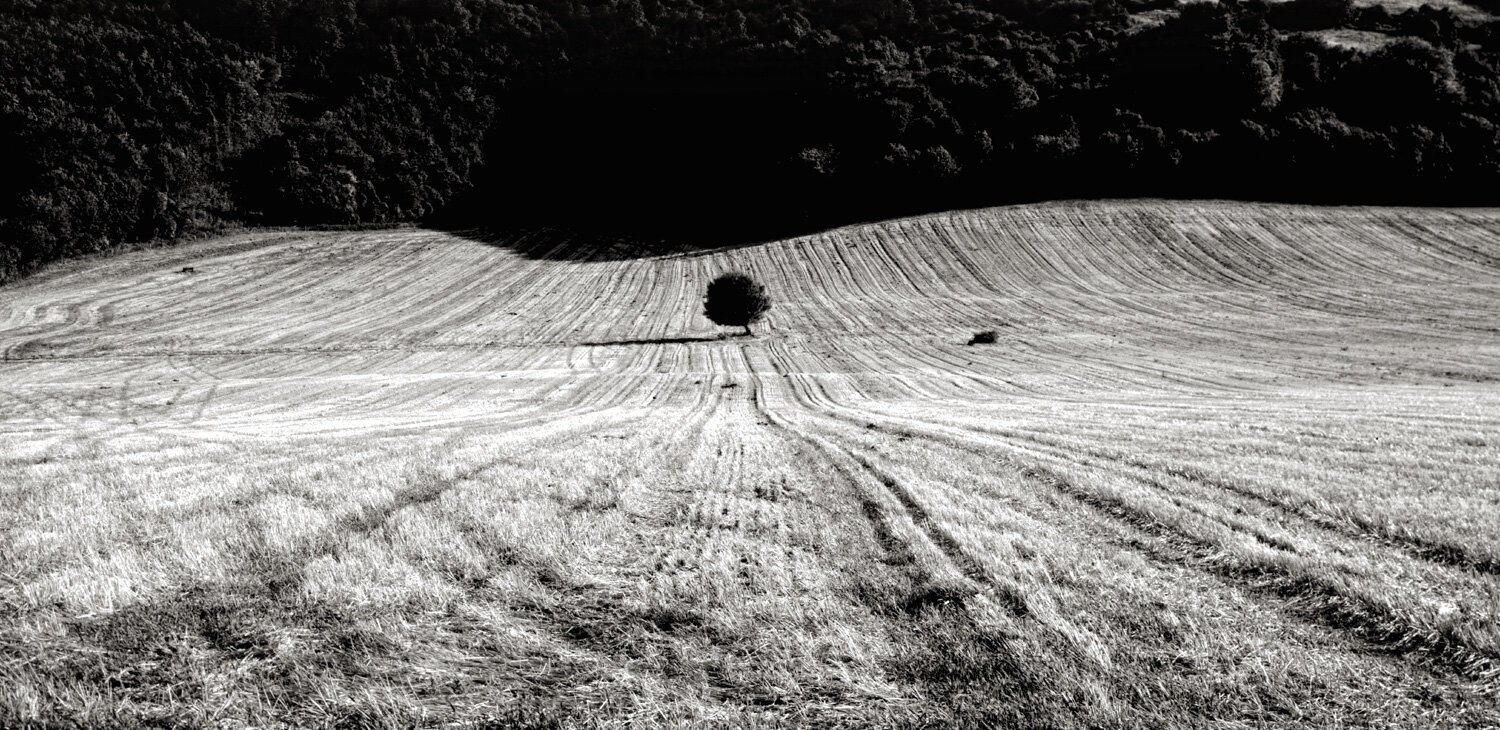 042_009_Land_SINGLE+TREE+SUSSEX+WIP.jpeg