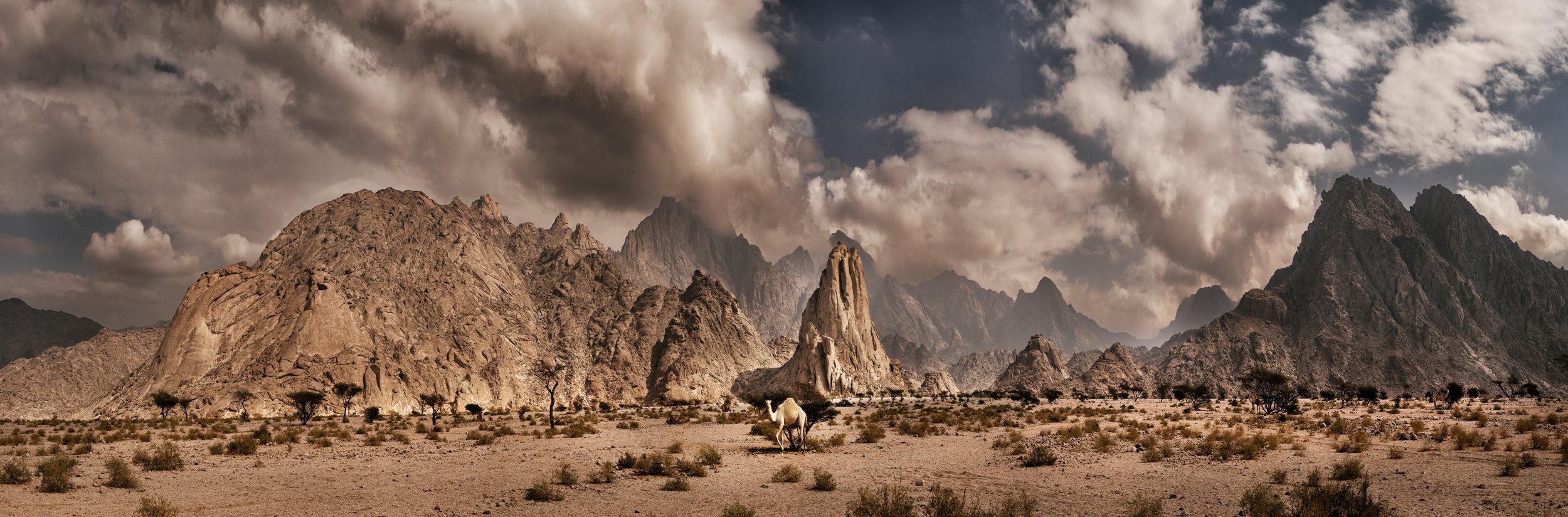 DES_012_Camel_08143_COL_low+res.jpeg