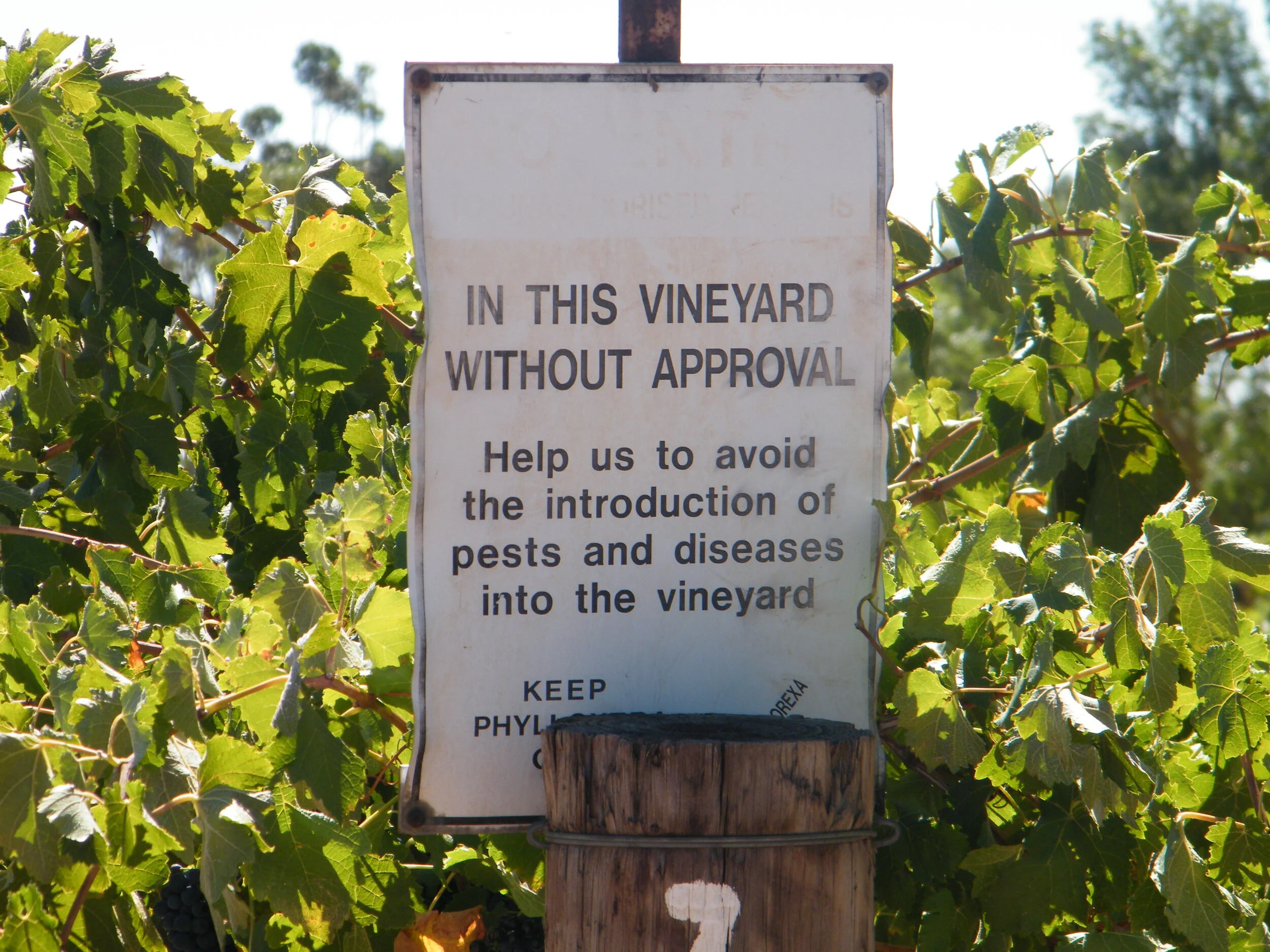 Barossa Valley, in Shiraz we trust