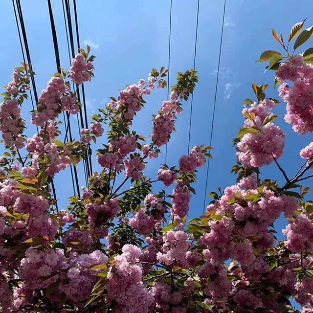 i freakin love pink tree