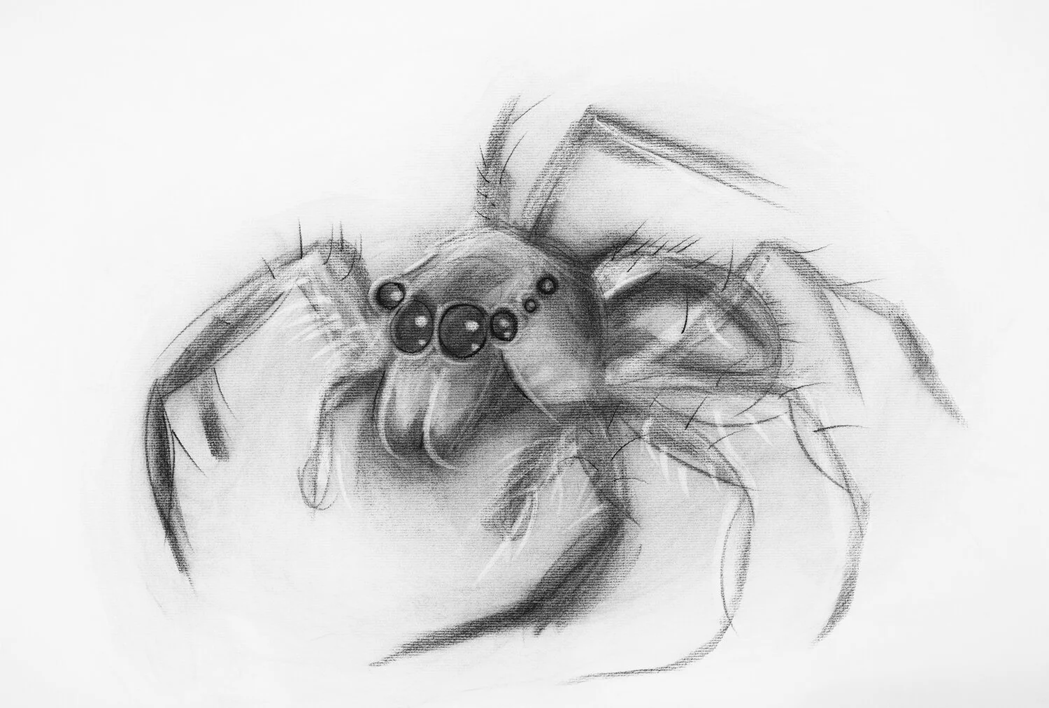 library_project_spider_more-contrast-bnw_400kb.jpg