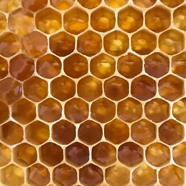 Was für eine Farbwelt ❤️🐝 Wir haben gestern Honig geerntet und geschleudert, ab sofort auf unserer Homepage herrbiene.de zu bekommen, schaut mal vorbei und st&ouml;bert 😉 #herrbiene #hamburg #honig #honigwabe #wabe #natur #kunstwerk #gold #manufak