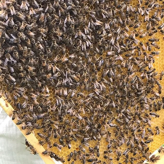 Heute haben wir unsere Bienen besucht, sie sind gesund und munter. #herrbiene #hamburg #stadtimkerei #imkerninderstadt #honig #honey #honigmanufaktur #mitherz #wundernatur