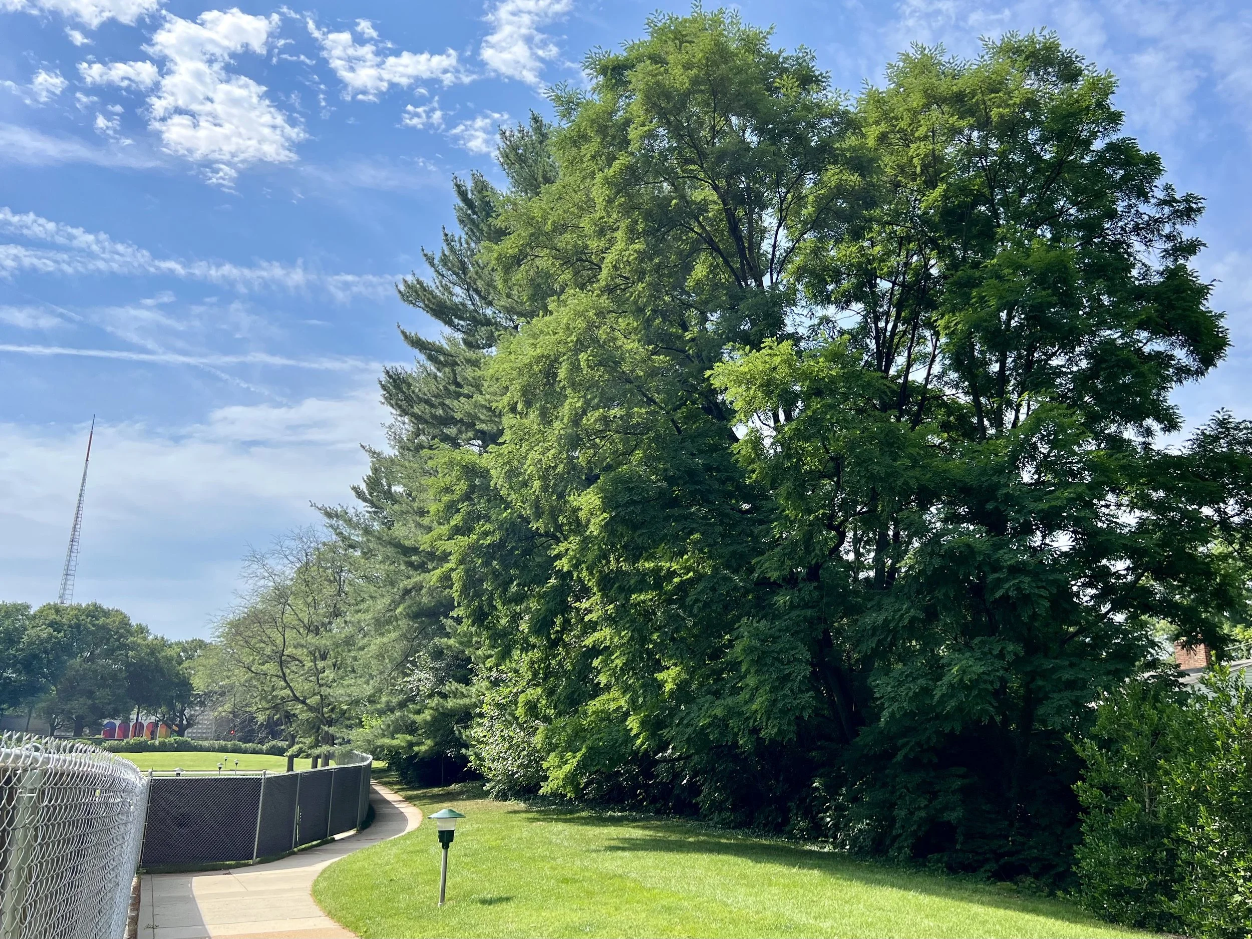 Evergreen Tree Row along Cortland property line.