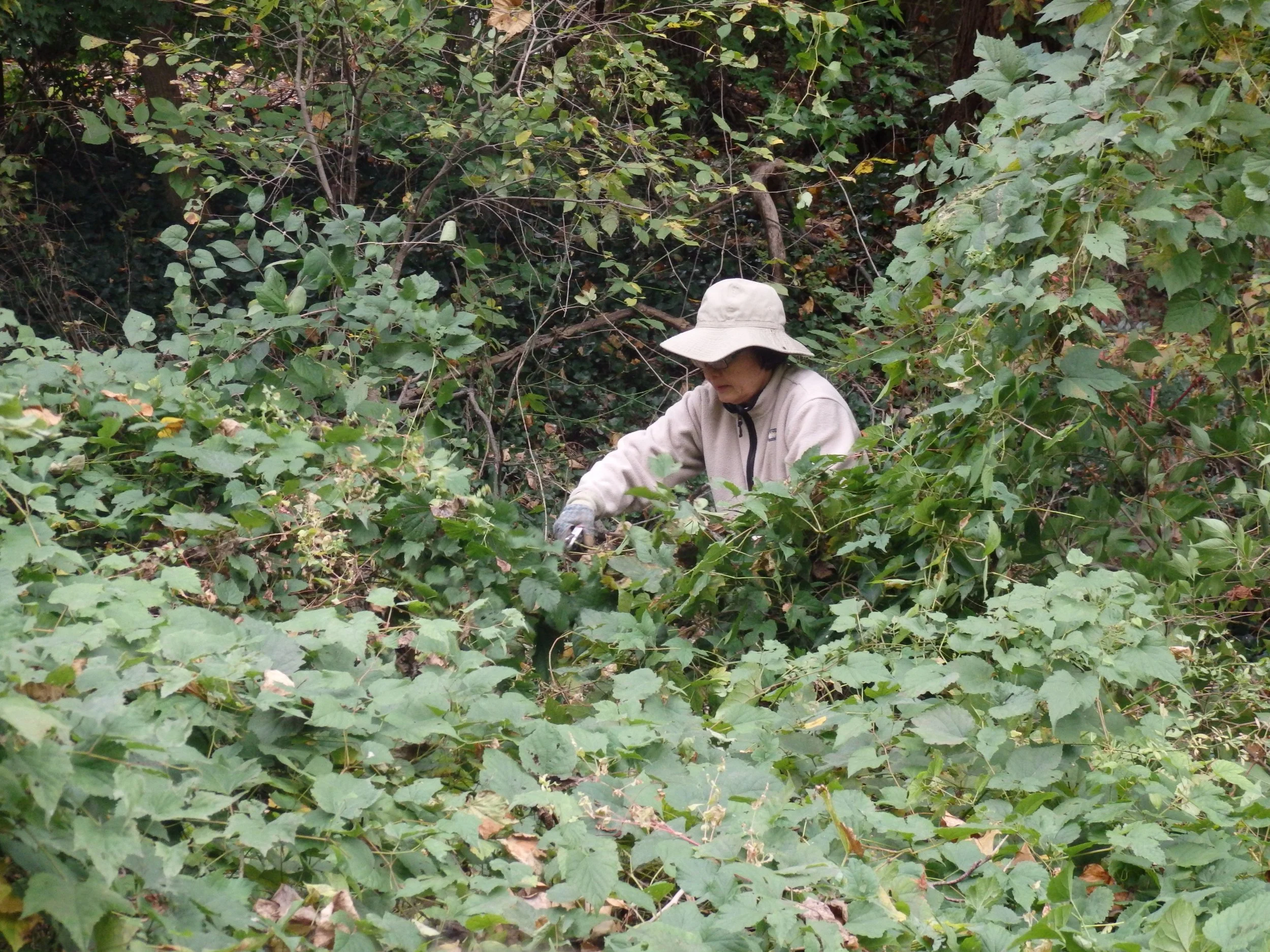 Free Trees at the Capital Crescent Trail @ Dorset