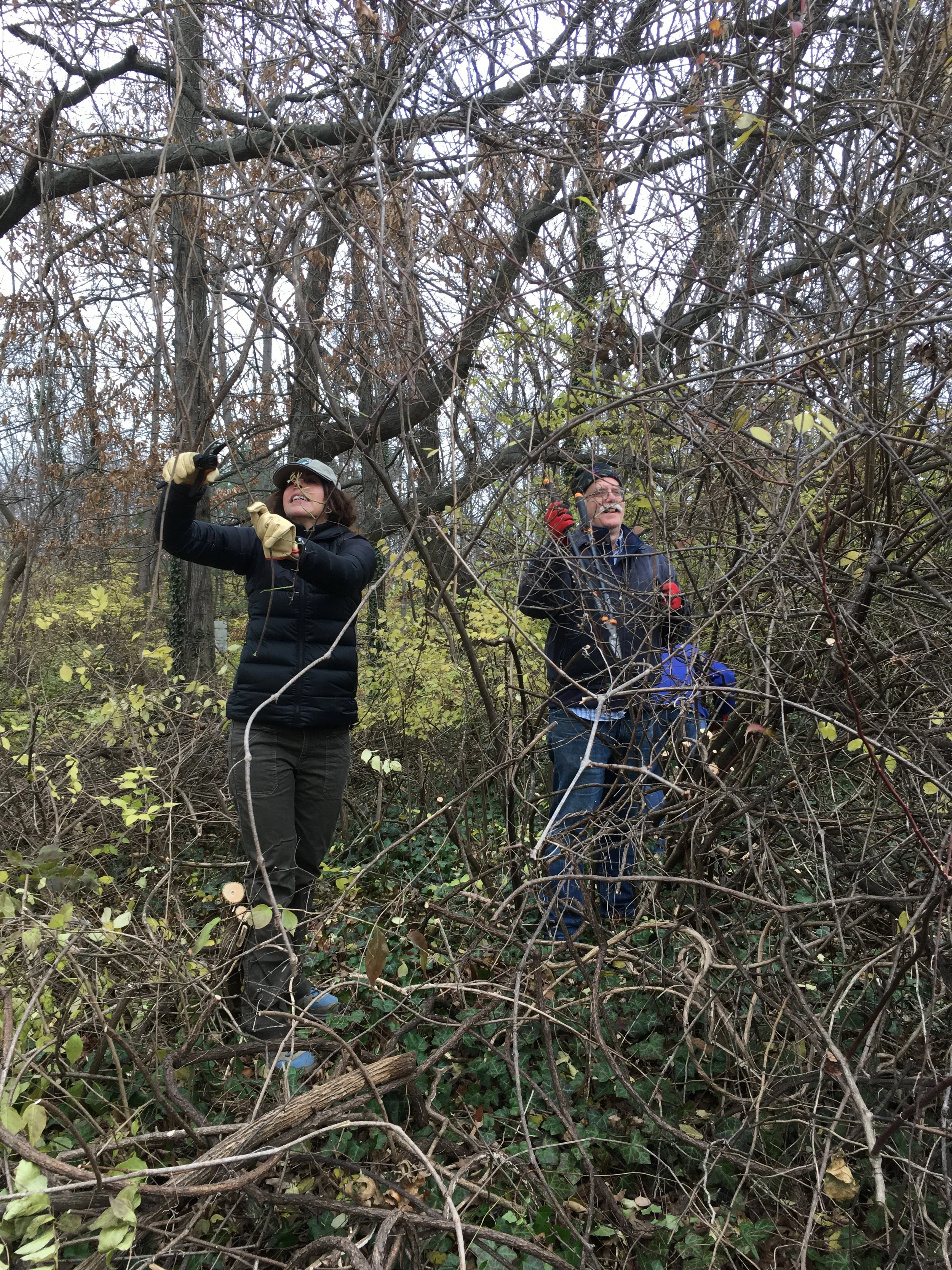 Free the Trees from Strangling Vines - Palisades, NW DC