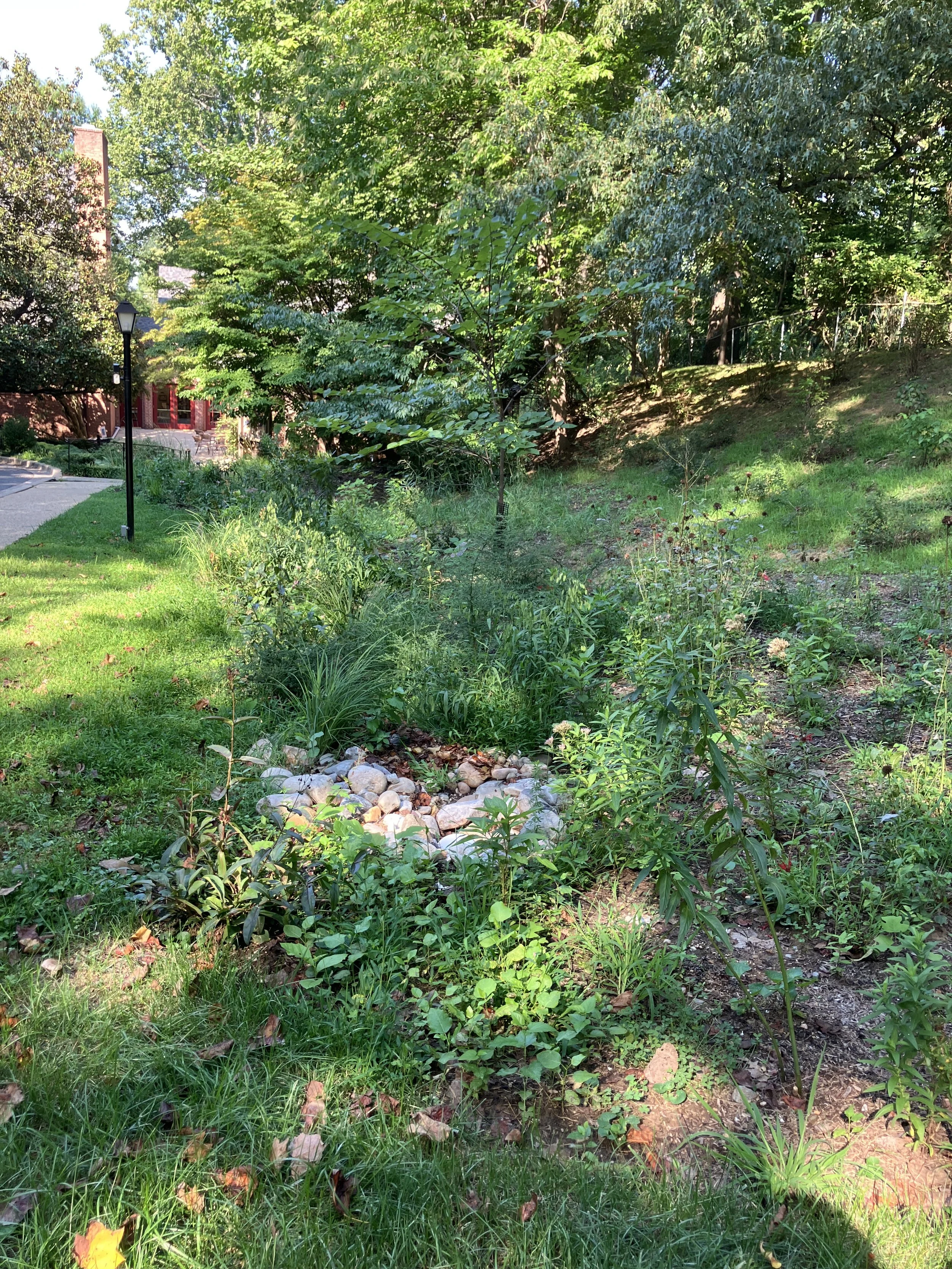 Show and Tell - St. Dunstan's Rain Garden