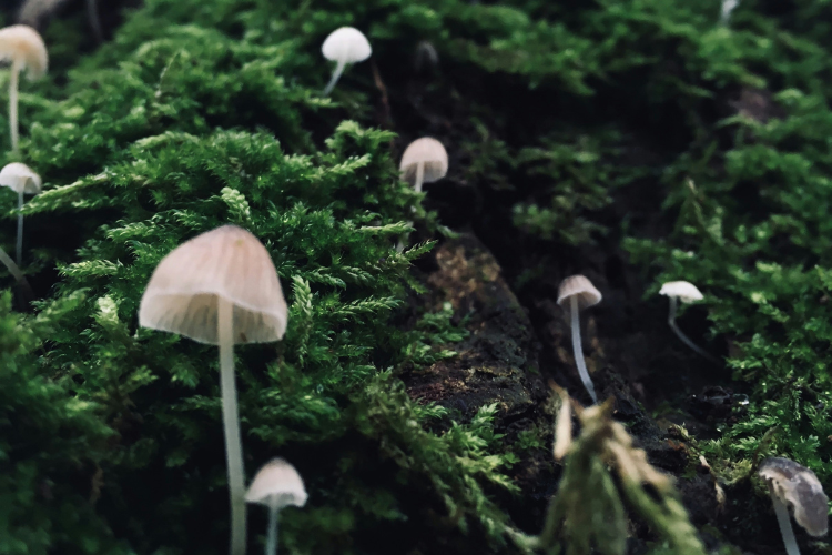 Mushroom Integration Circle Installments