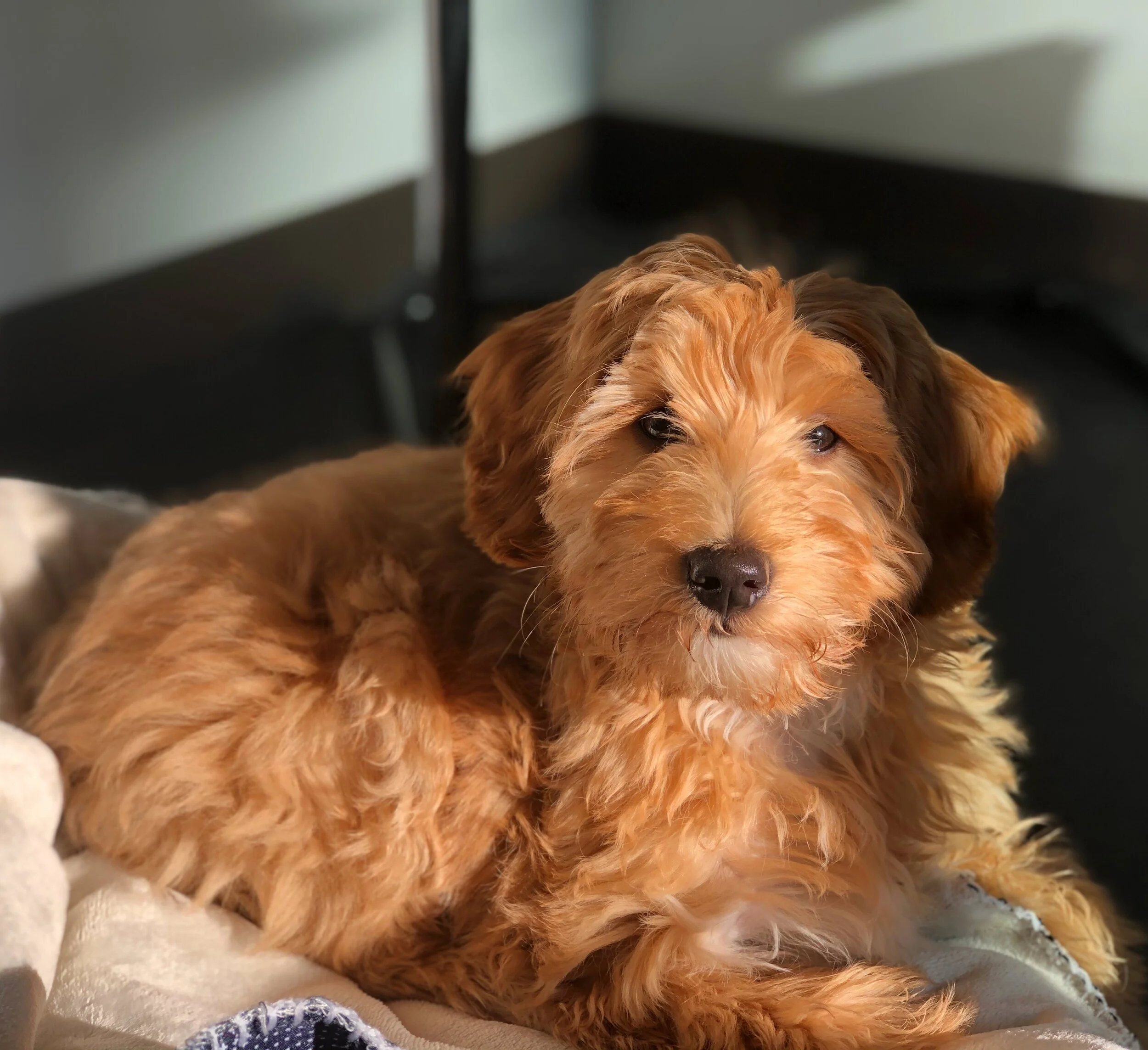 individual dog training near me