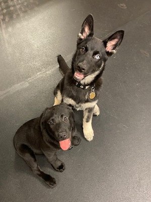 puppy play groups seattle