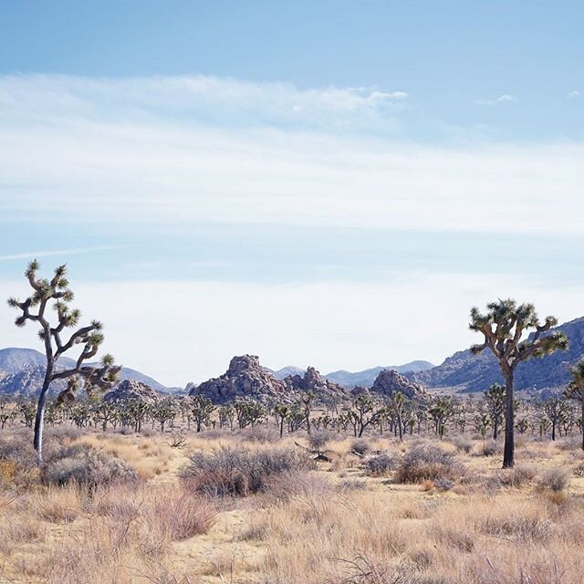 &quot;I only went out for a walk and finally concluded to stay out till sundown, for going out, I found, was really going in.&quot; - John Muir⁠
@joshuatreenps is only a 40 minute drive from @miraclemanor. Go get lost and find yourself. ⁠
⁠
📷 @theun