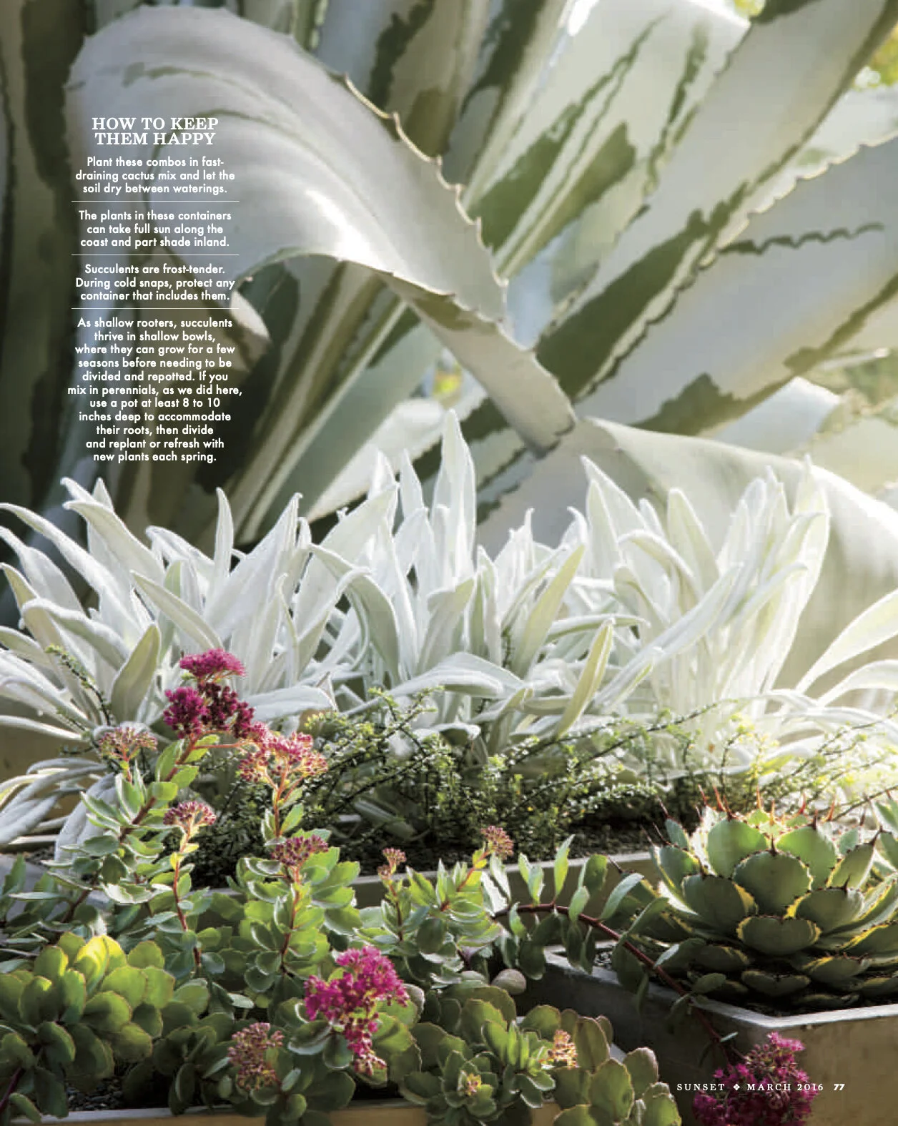 GLD0616C_Succulents7.jpg