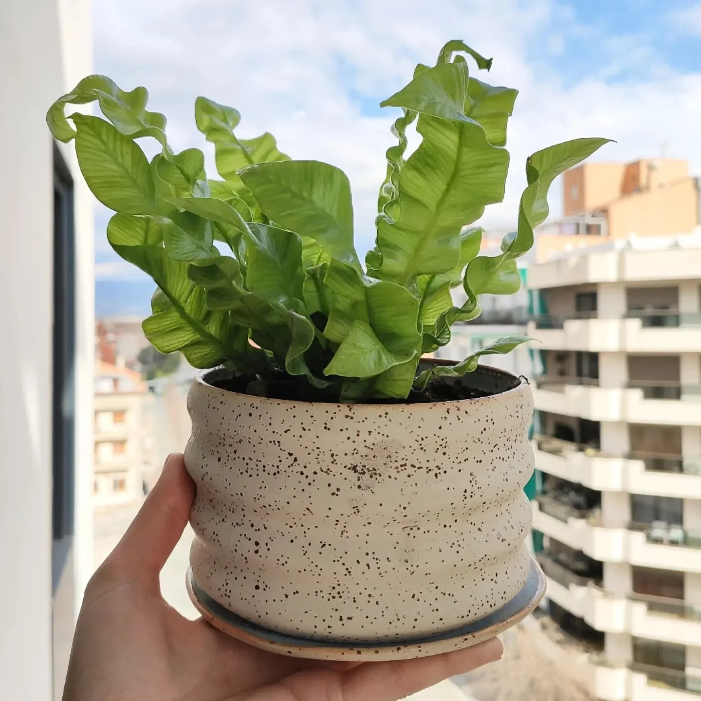 A wavy plant for a wavy pot
&bull;
&bull;
&bull;
&bull;
&bull;
#homeware #ceramichomewares #macetasoriginales #macetaceramica #handmade #potterydesign #houseplants #houseplantsofinstagram #wavypot #barcelonacreativa #pottersofinstagram #makersmovemen