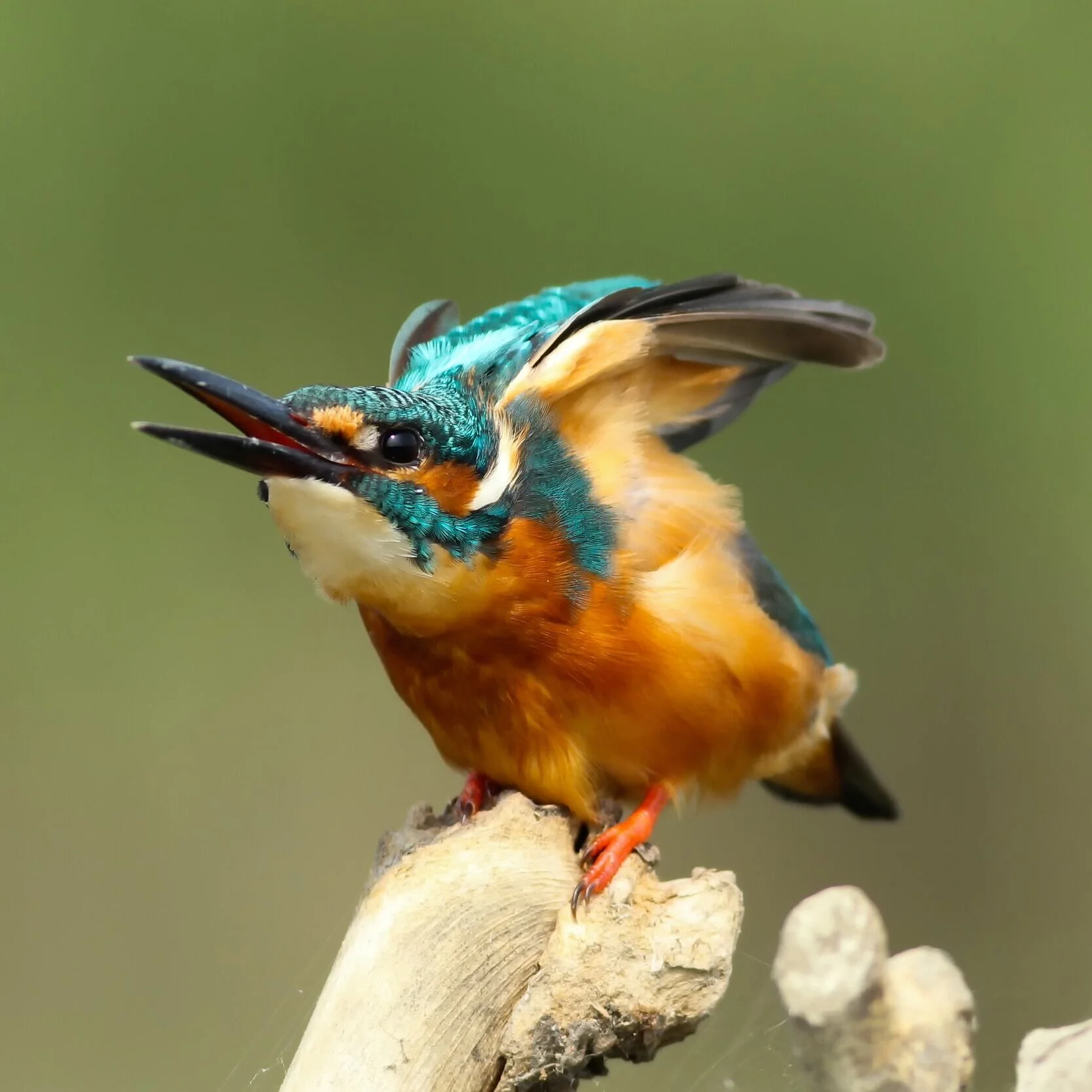 Kingfisher (novella)