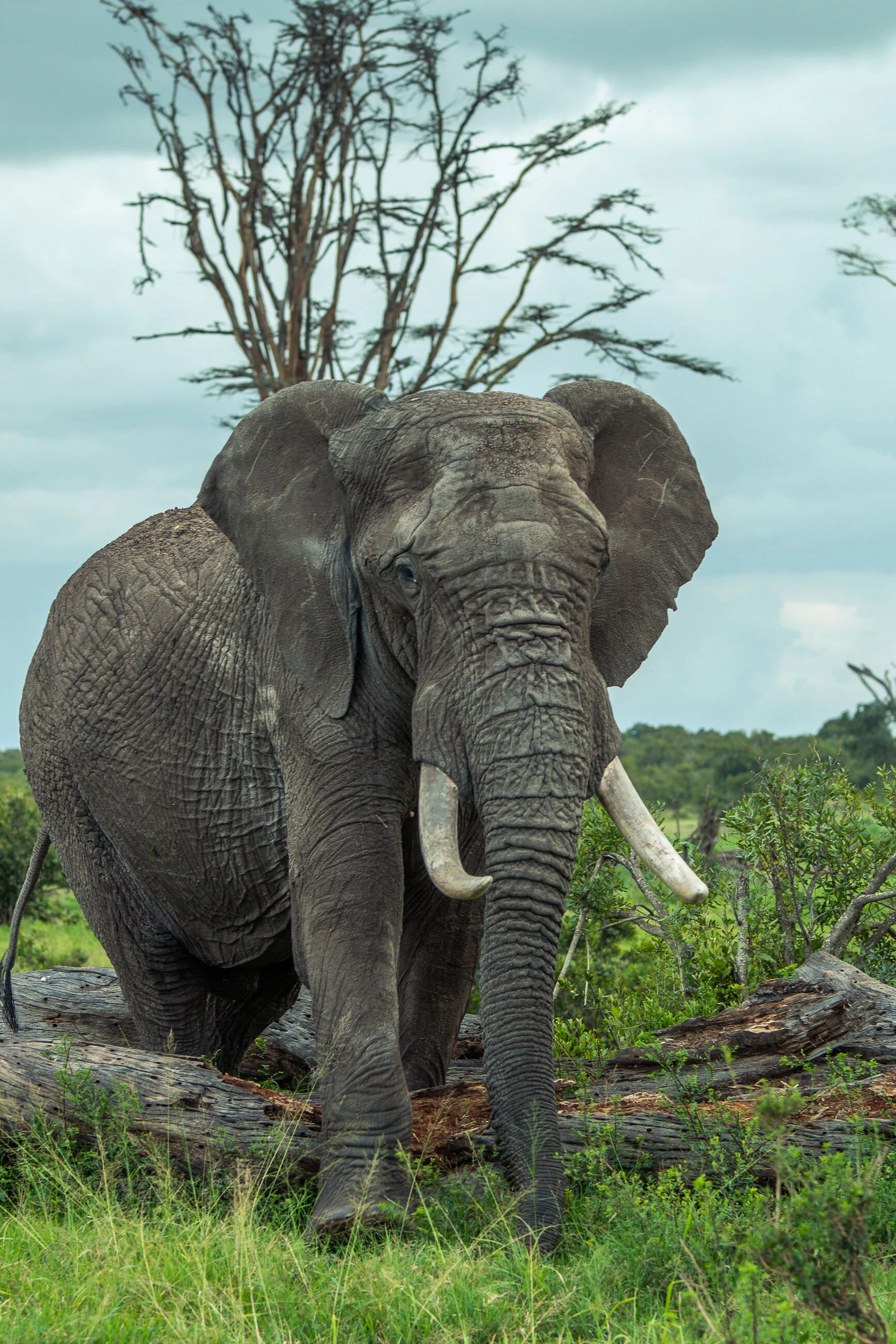 Elephant.jpg