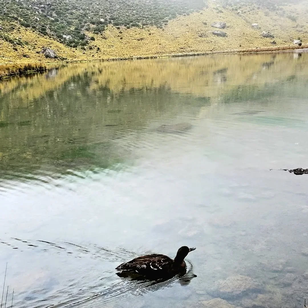 Just ducking around!!A quiet moment on the lake...#MtKenya #mtkenyalakes#pondsandlakes