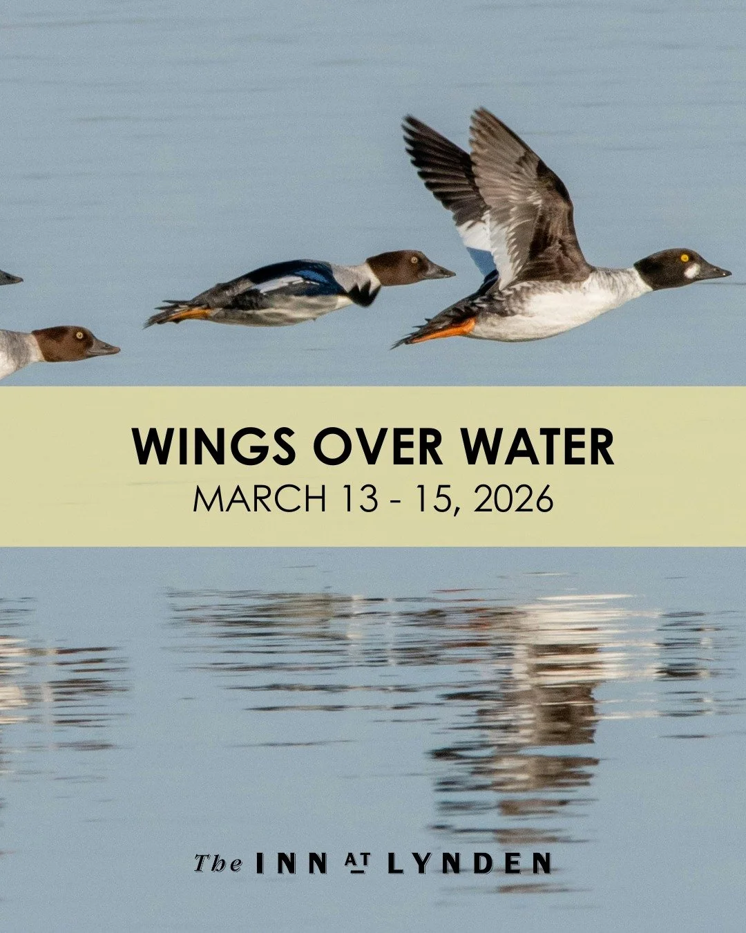 Duck. Duck. Goose!

The 23rd Wings Over Water NW Birding Festival lands March 13&ndash;15, 2026, with guided birding trips, family-friendly activities, and incredible wildlife viewing along Washington&rsquo;s northern coast. The Inn is just a short d