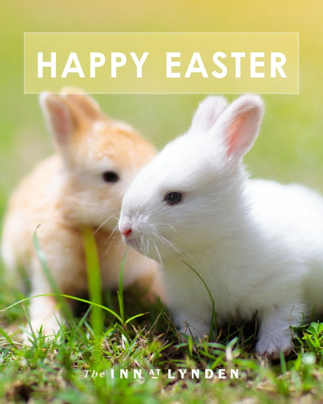 Have an egg-cellent Easter

From all of us at the Inn, we hope your day is bright, joyful, and full of springtime cheer.