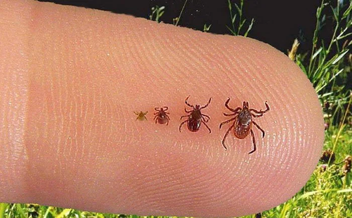 A side-by-side visual comparison showing a tiny nymph tick next to a pinhead to illustrate its microscopic size.