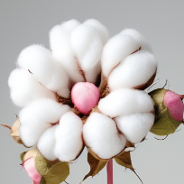 NEW SERIES: UrHERE (cotton bole)