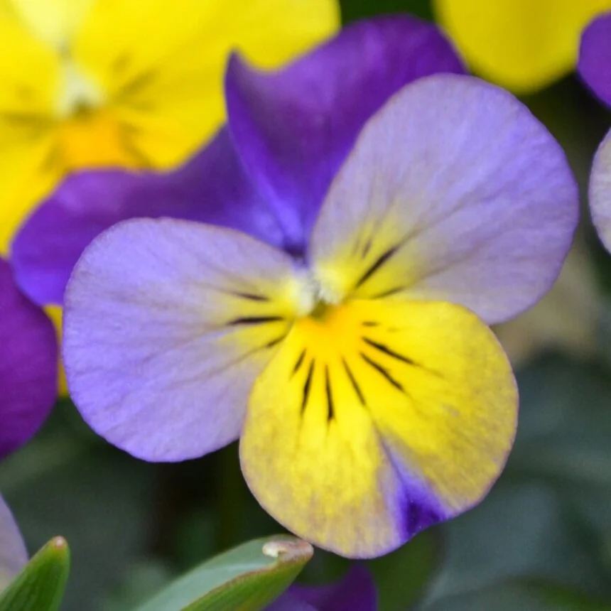 violas.jpg