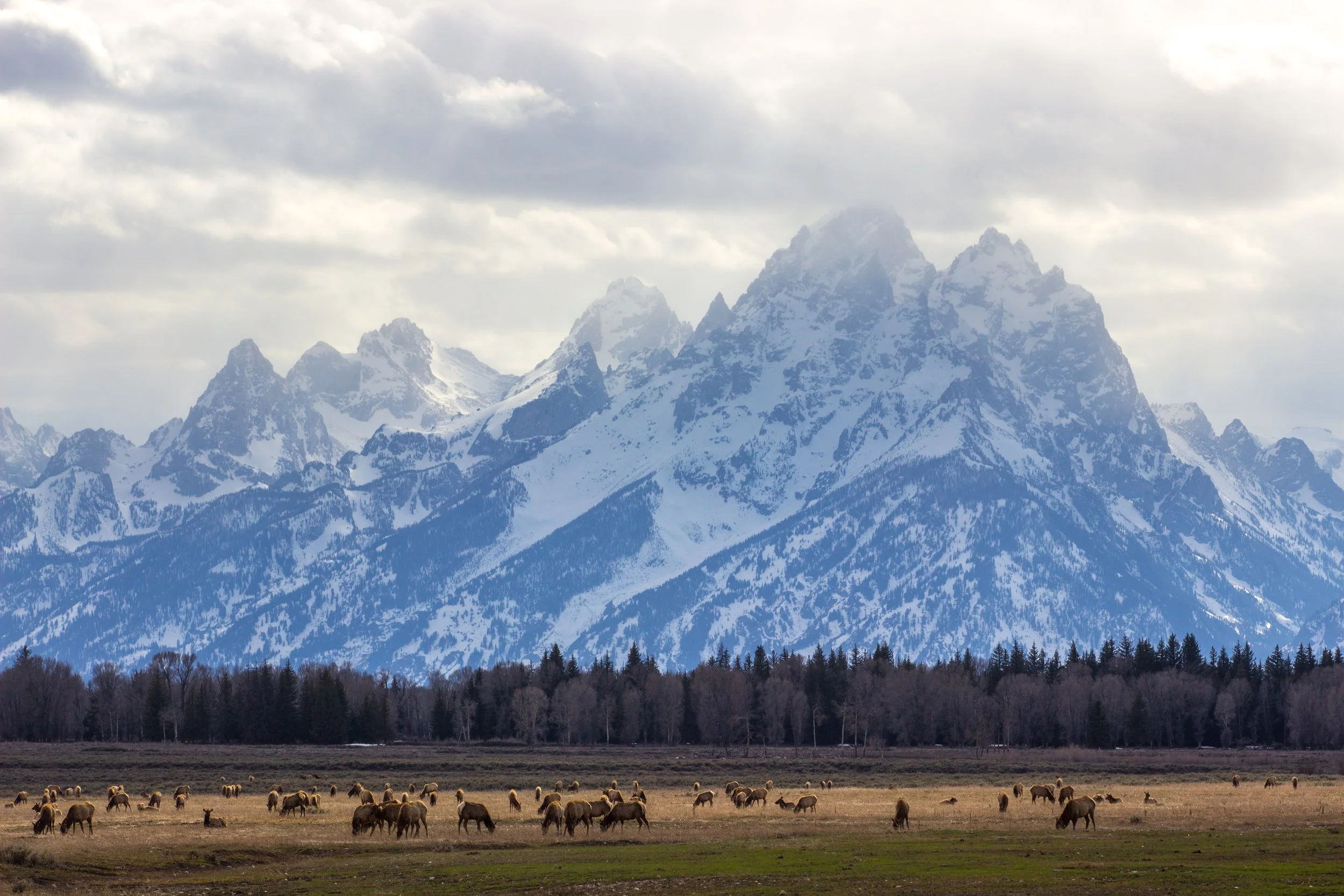 Spring in the Tetons: A Guide to Wildlife Safety for Homeowners &amp; Visitors