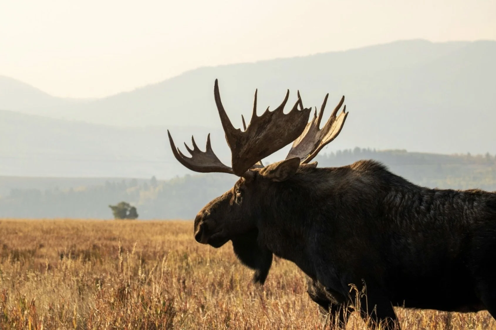 A single elk in the middle of a field.