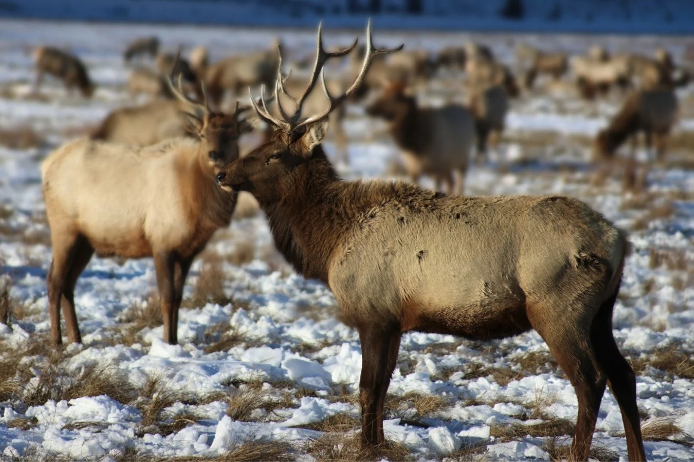 A heard of elk with one as the focus standing on a snowy, grassy floor.