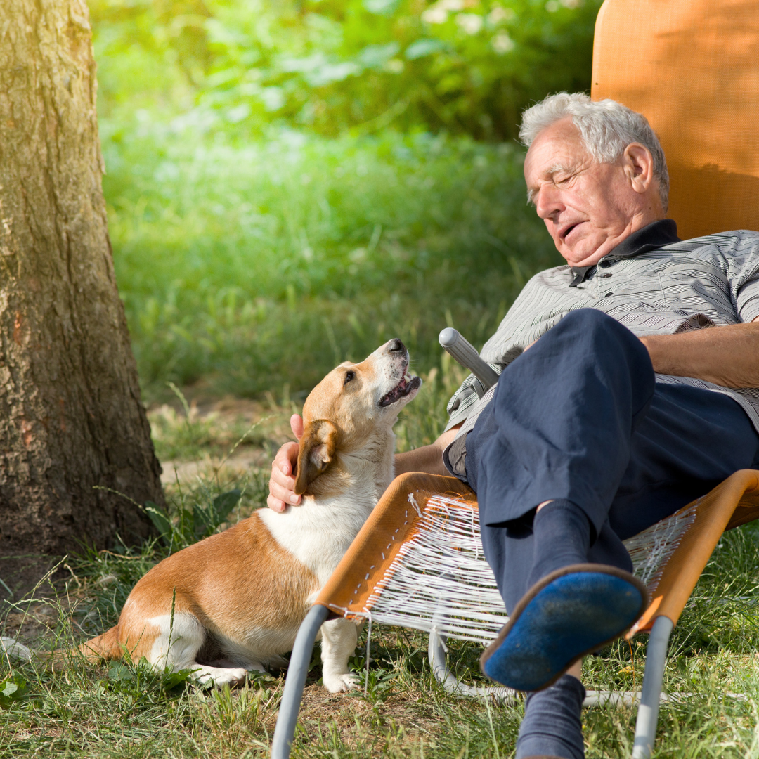 The benefits of adopting a senior dog 
