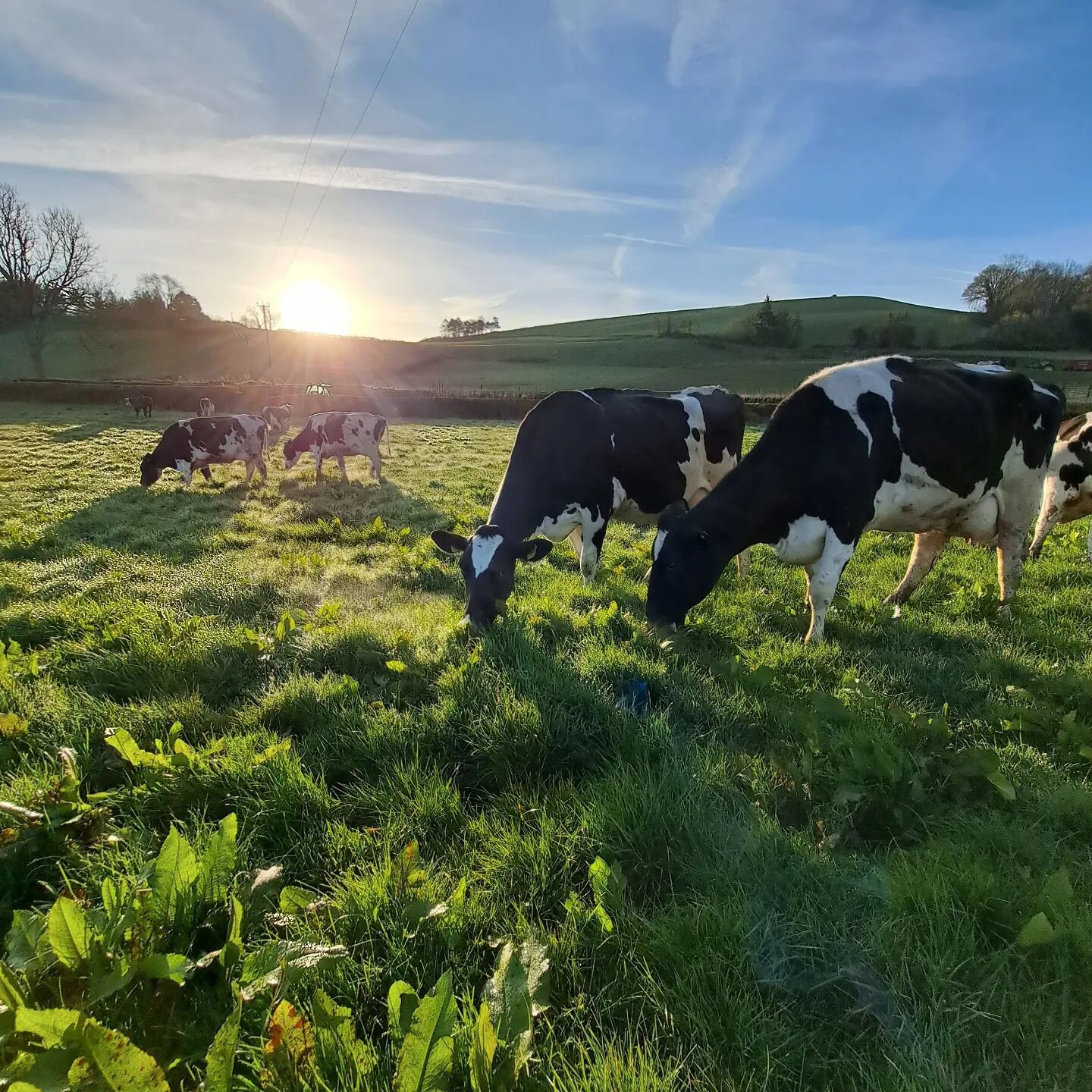 THE NATURAL WAY♻️
.
No artificial fertilisers or pesticides were used to grow this grass (as you can tell by the weeds) 
.
Just, Cows eating organic grass 🌱
.
 💩ing' directly onto the soil, for the dung beatles to break that down and feed the grass