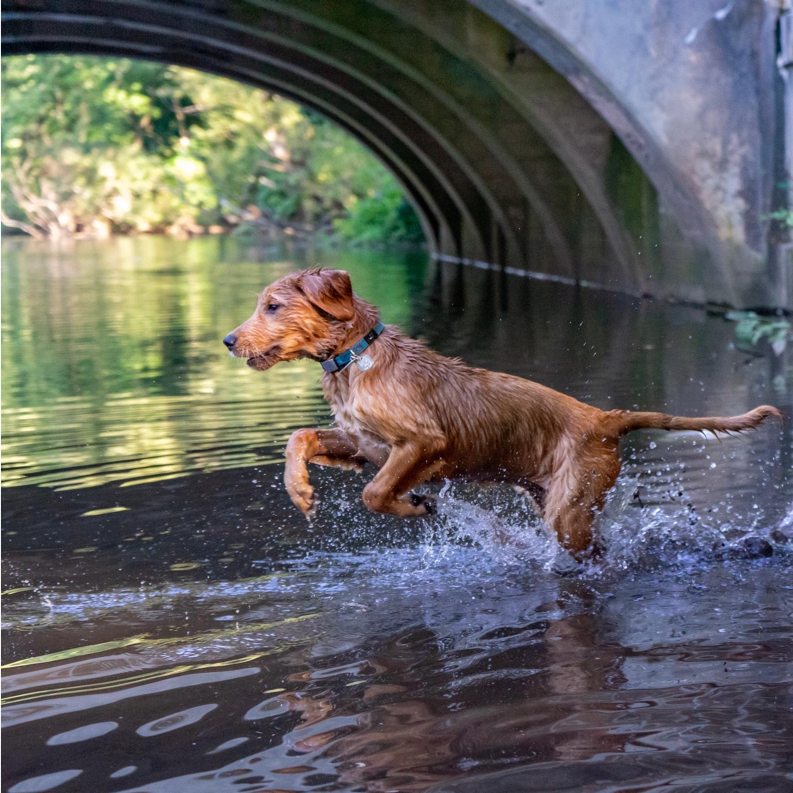 wellness_pup.png