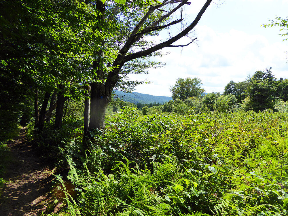 Catskills, NY August 2020