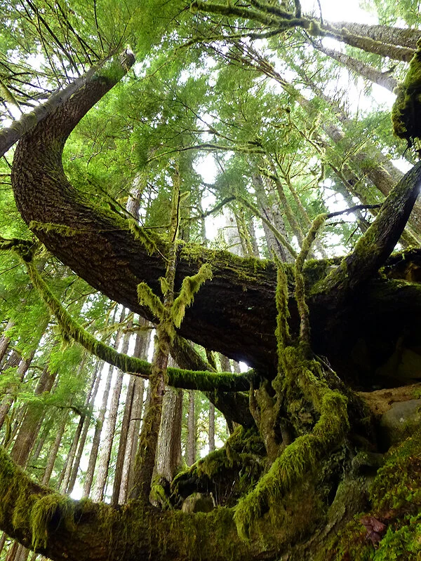 tree.jpg