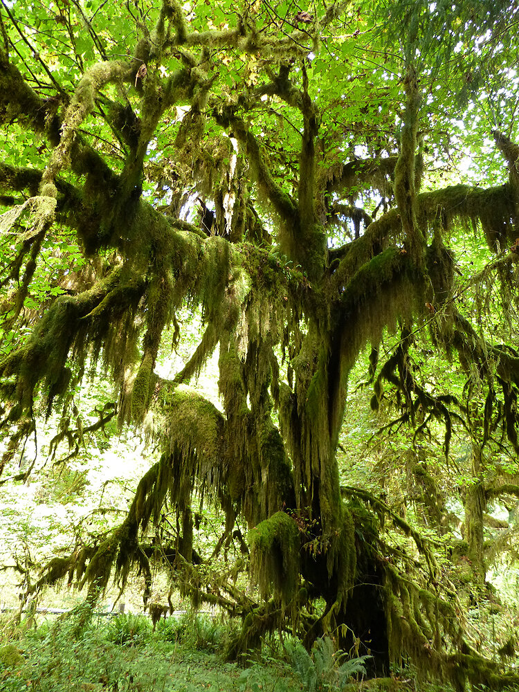 Olympic Peninsula, Washington 2013