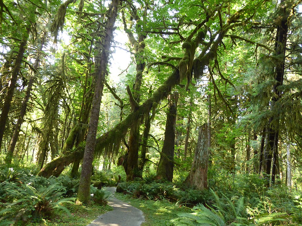 Olympic National Forest, WA 2023