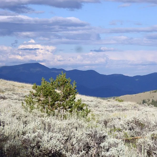San Isabel Forest, Colorado, 2025