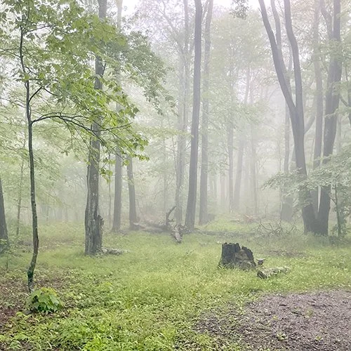 Pittsburgh, PA & Monongahela Forest WV, 2026