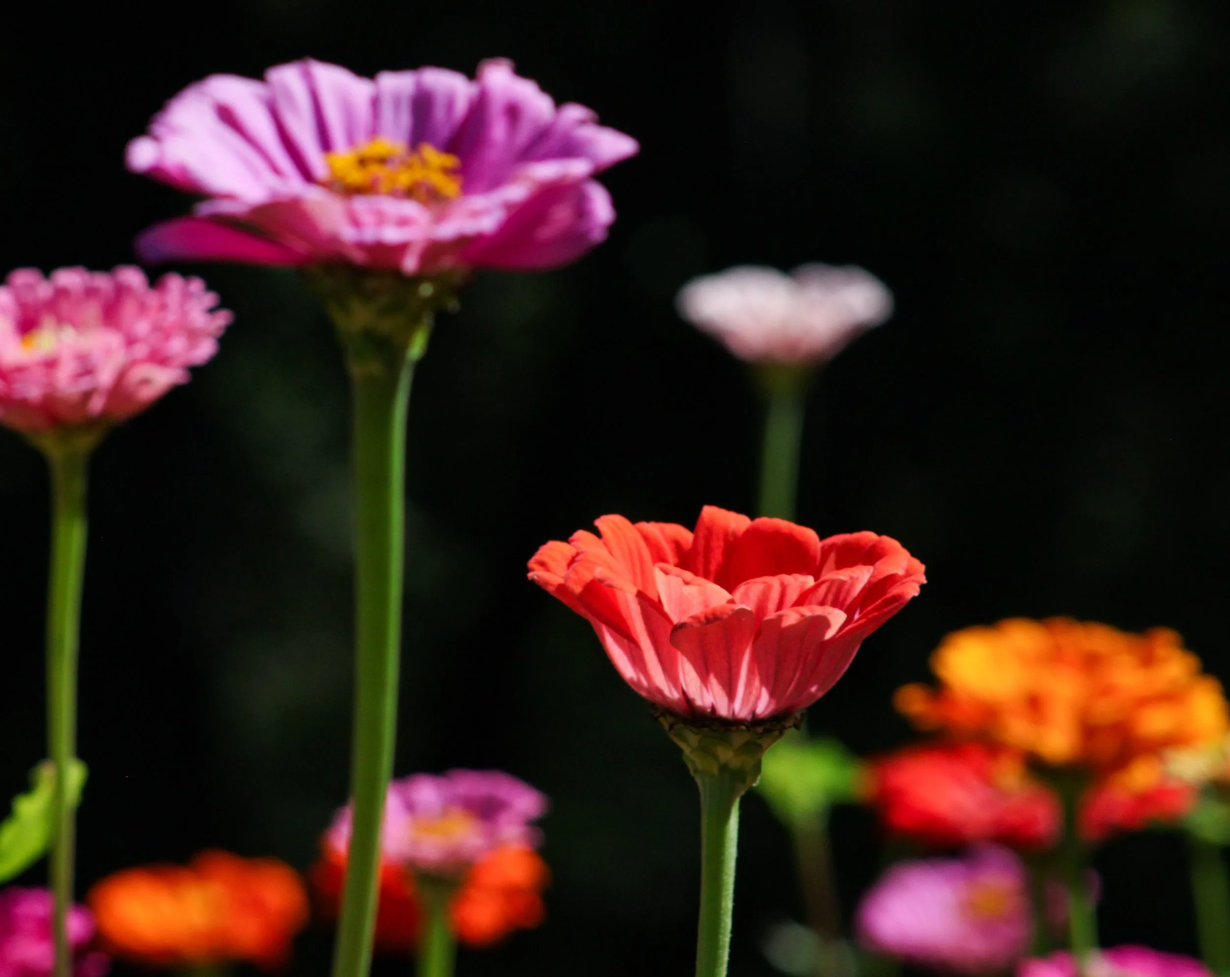 The Art and Science of Feeling Heard: Validation and Resonant Attunement