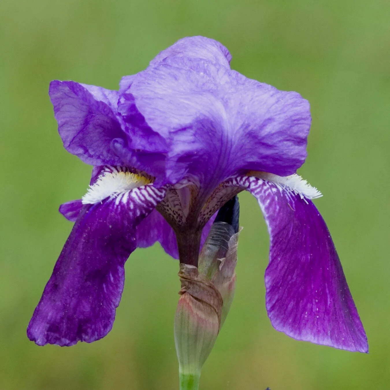 iris+sqare-2912.jpg