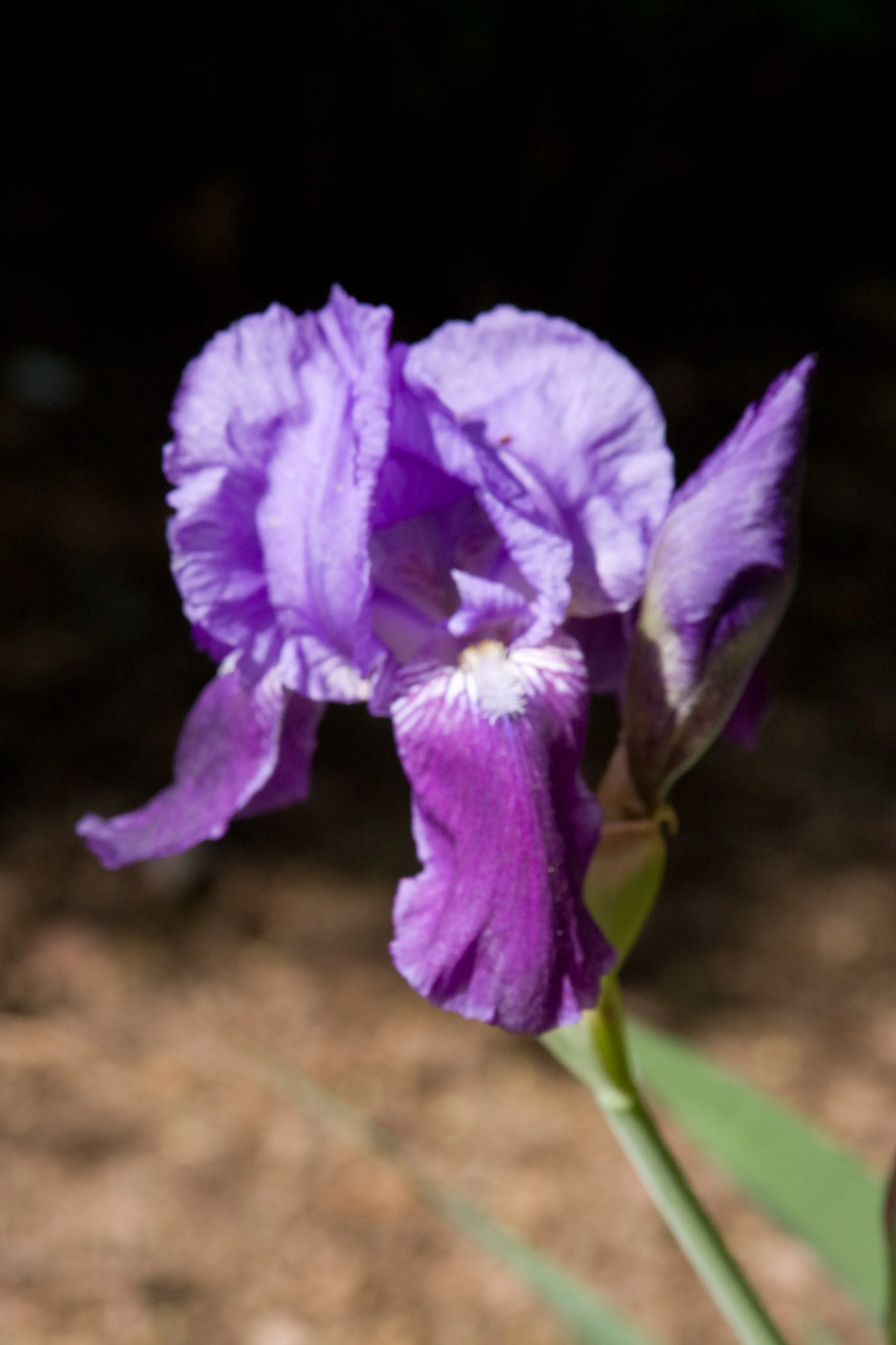 Iris -0752.jpg