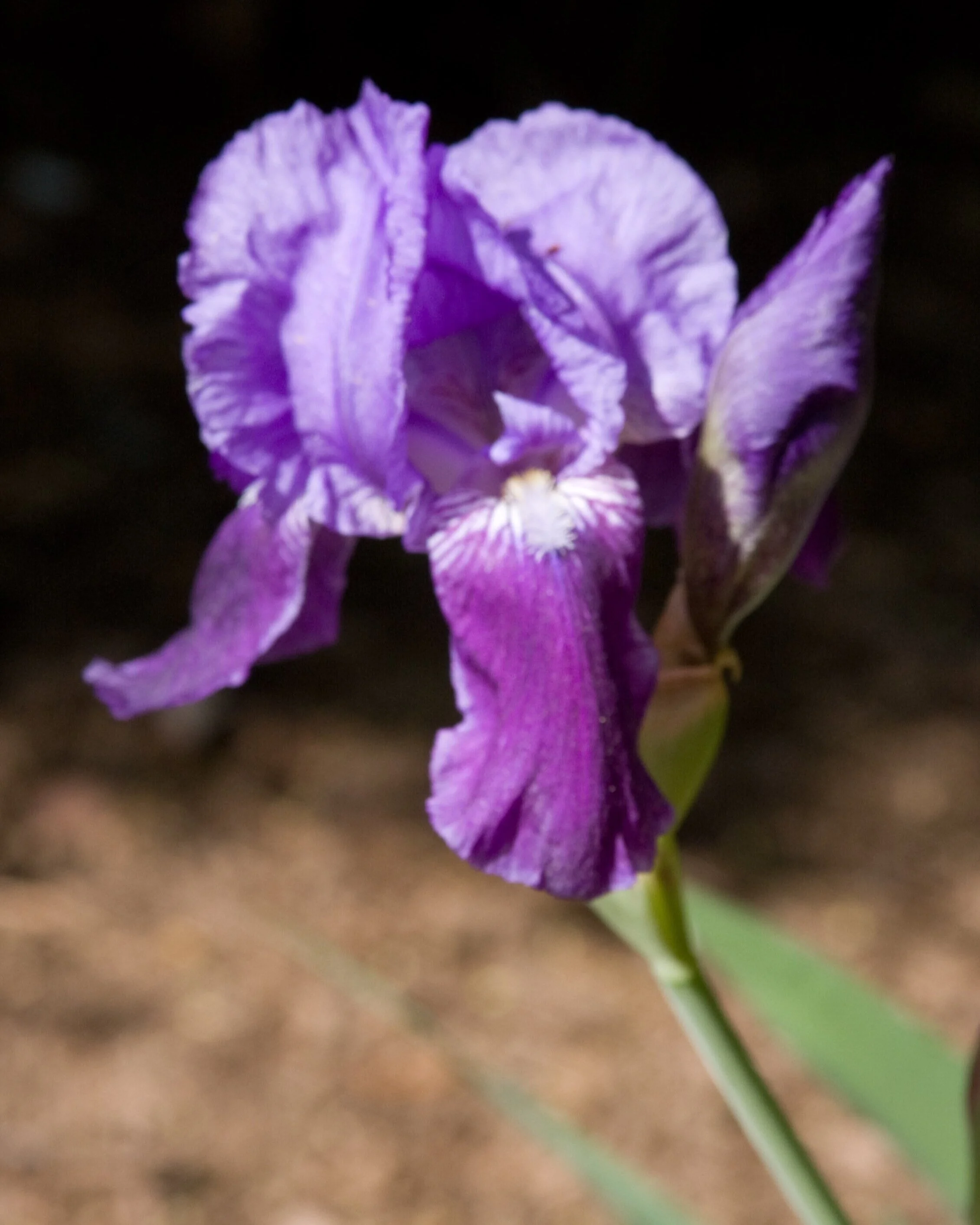 Iris%2B-0752.jpg