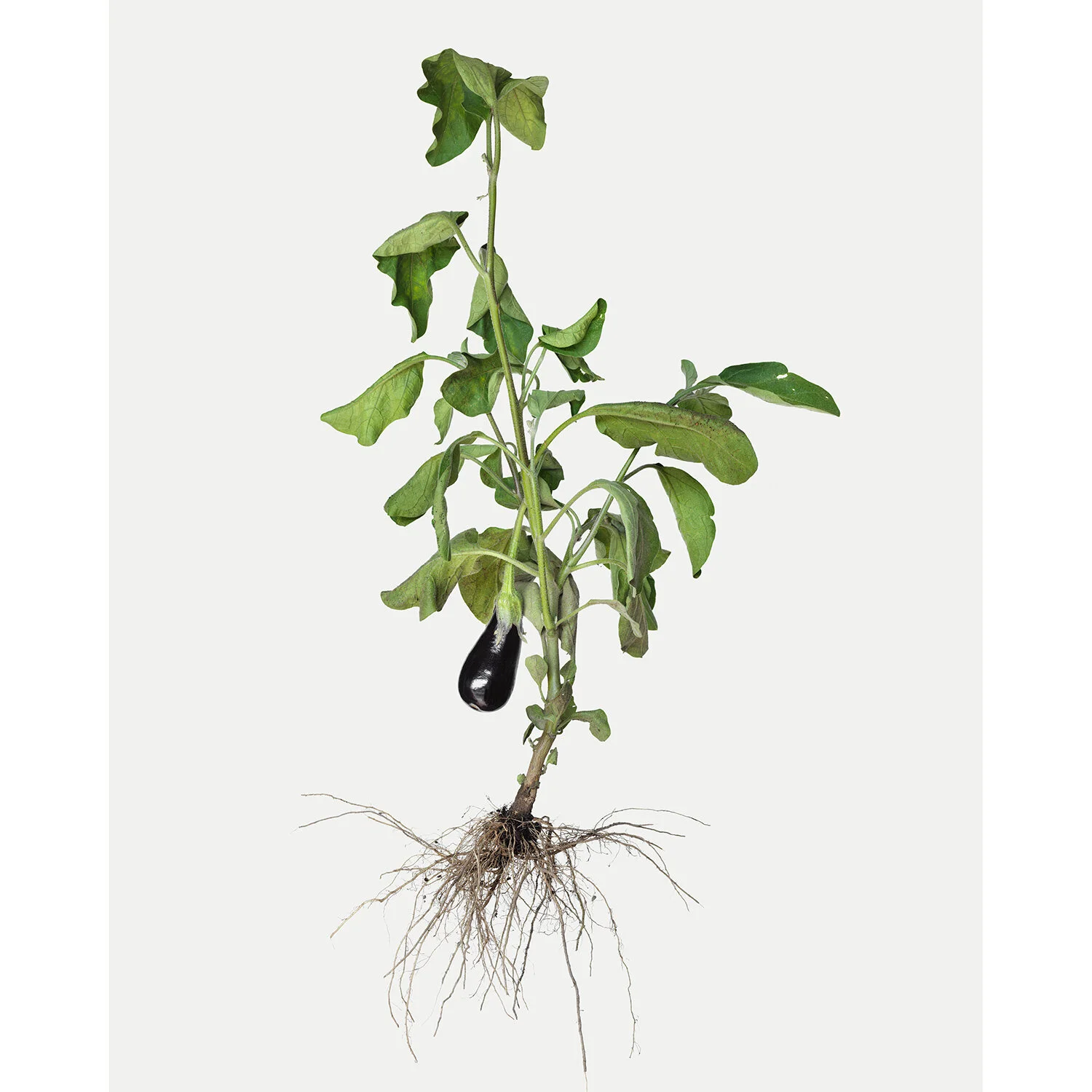 aubergine.jpg