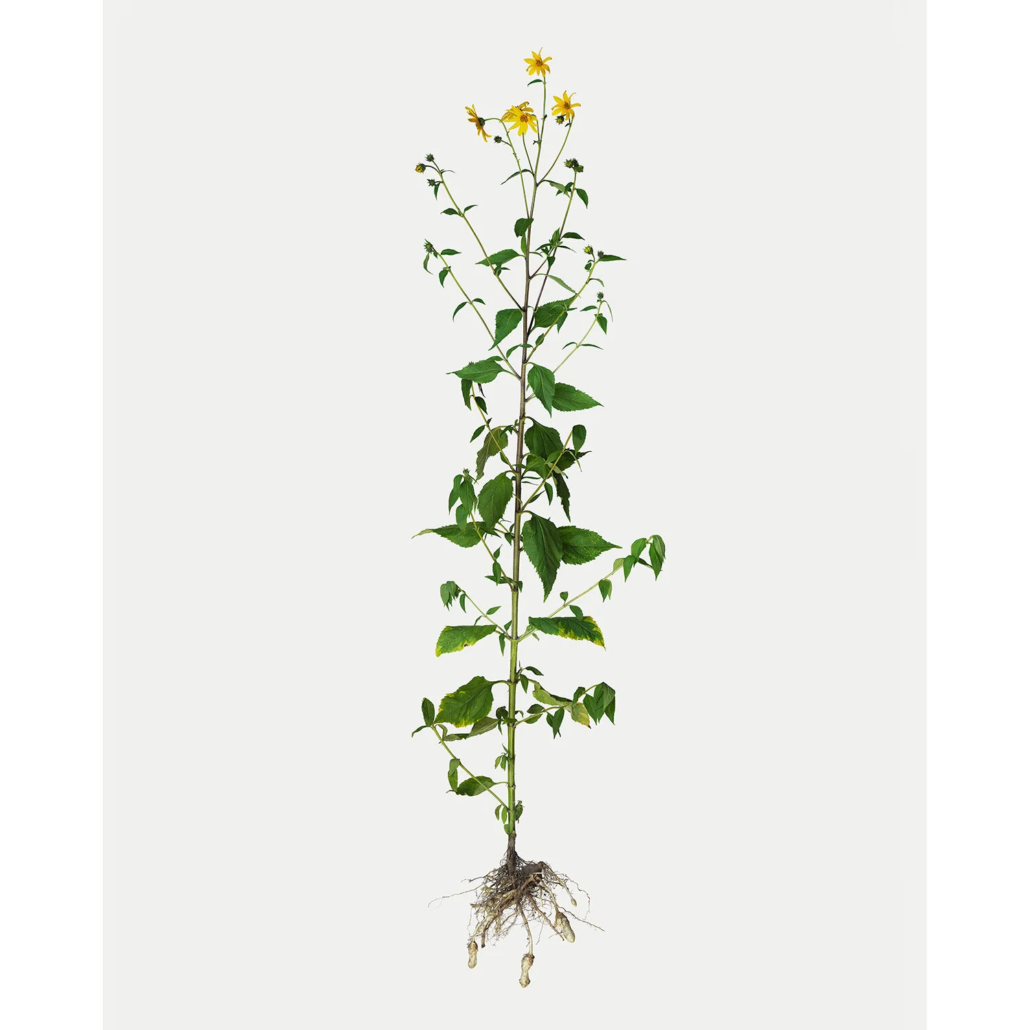 Jerusalem Artichoke