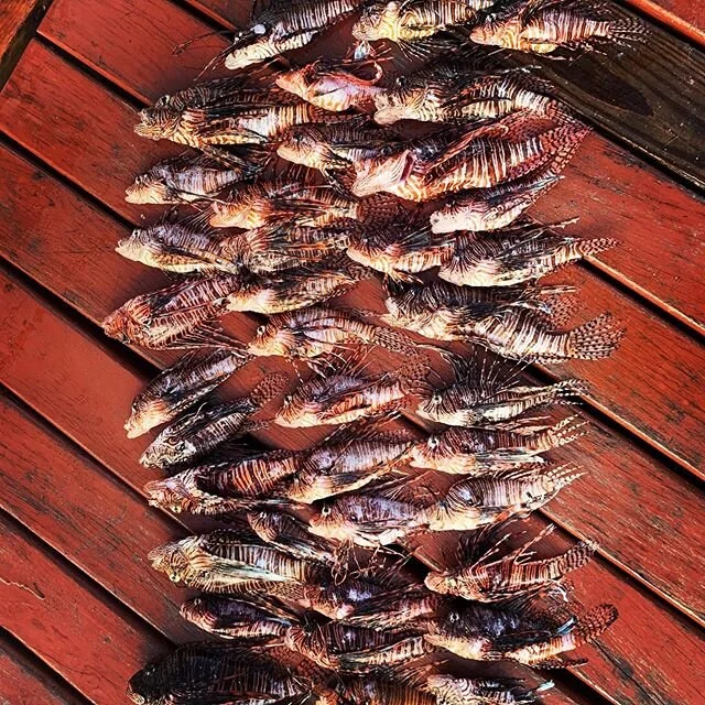 42 lionfish where they belong... heading to dinner  #riffeinternational #lionfish #invasivespecies #belizefishing