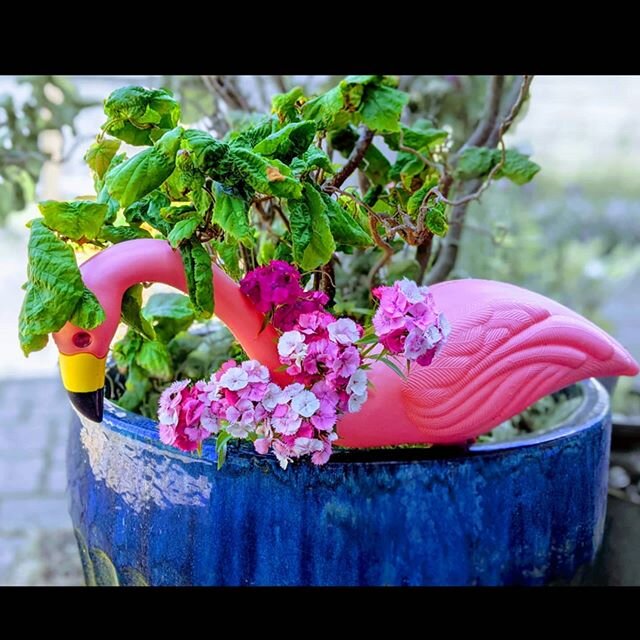 Sweet William the Flamingo.

#summerblooms #sweetwilliam #pinkflamingo #pinkflowers #plantergarden