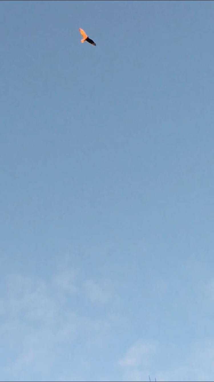 Jagged Wing, the hawk